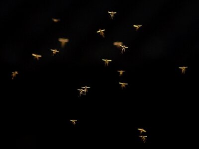 Mosquitoes backlighting insect photo