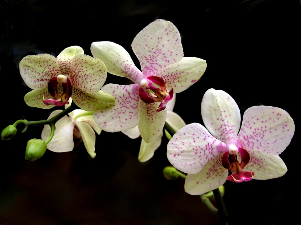Flora exotic petal