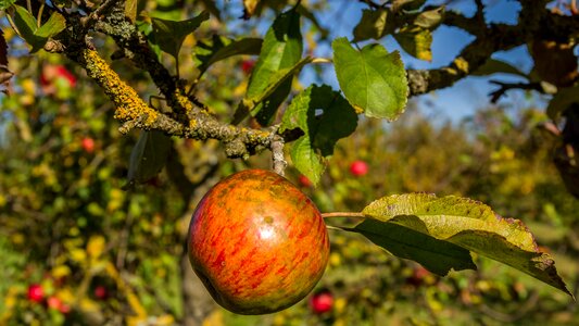 Leaf apple harvest