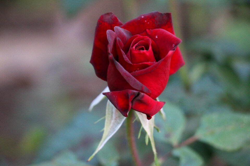 Romance red roses romantic