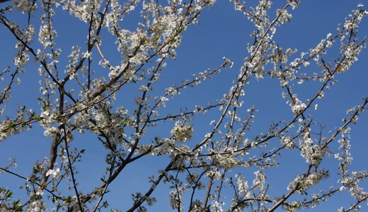 Spring fruit tree tree