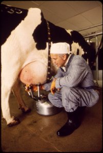 Milking-time-on-experimental-farm-operated-by-epas-national-research-center-milk-is-tested-for-radiation-count-may-1972 6990474472 o