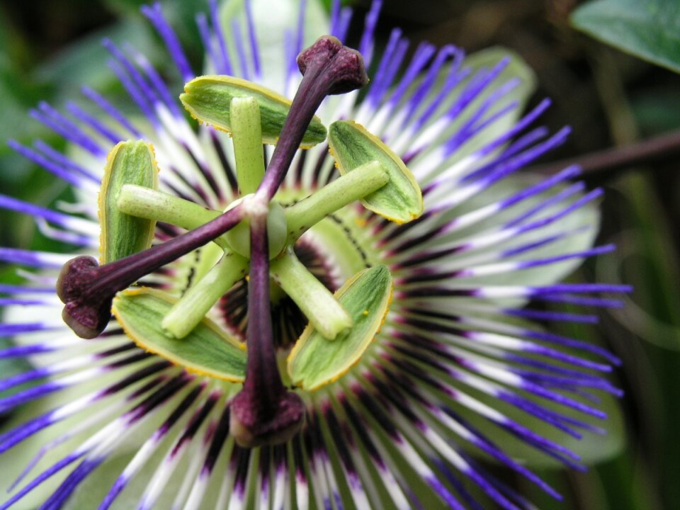 Closeup petal perennial