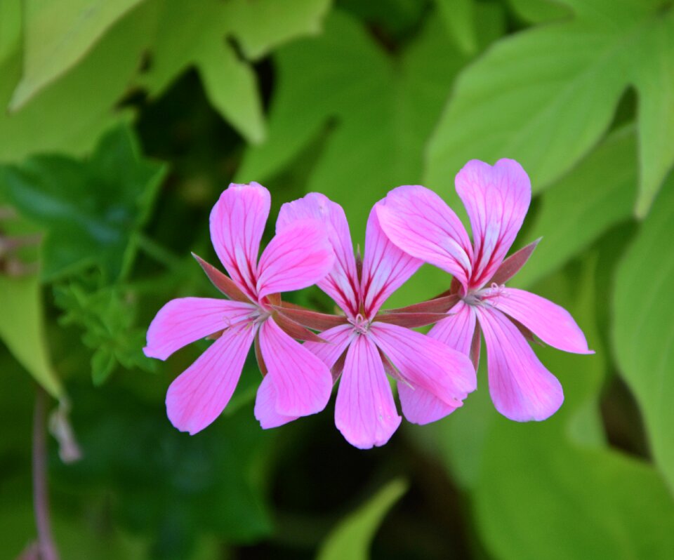 Pink flowers geranium simple green foliage
