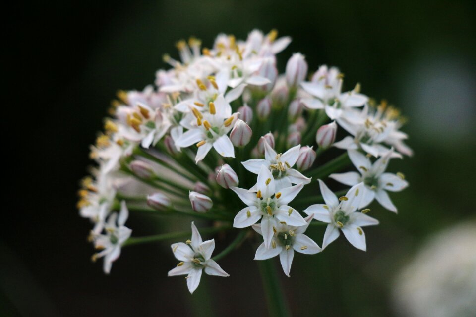 Meadow nature plant