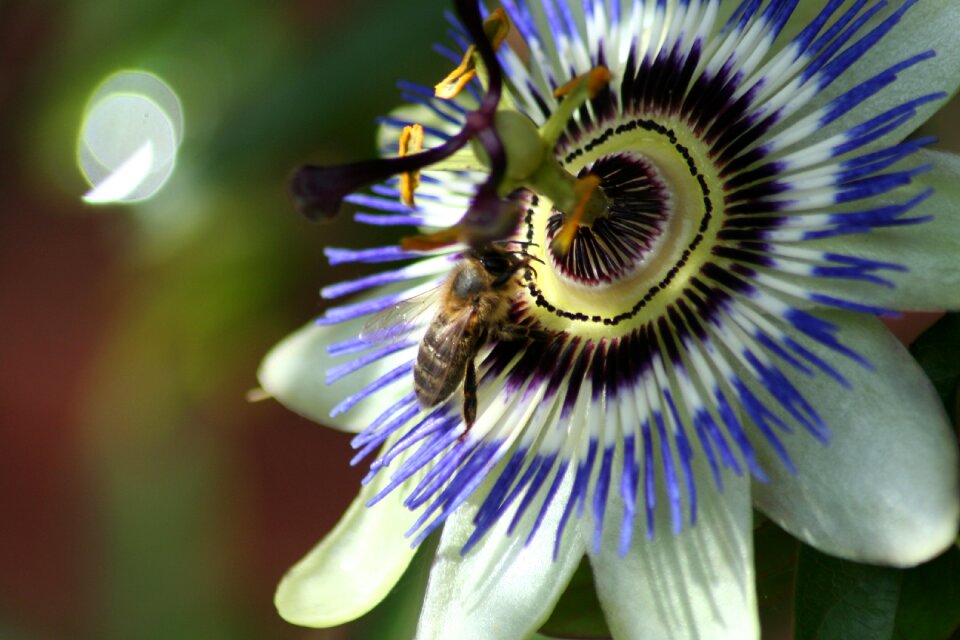 Closeup pollen flora