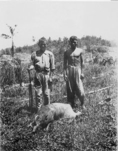 Minahassajägare med en nedlagd babirussa (Sus Celebensis) - SMVK - 010898