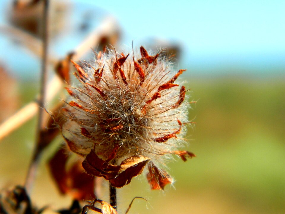 Ikebana dry flower flower