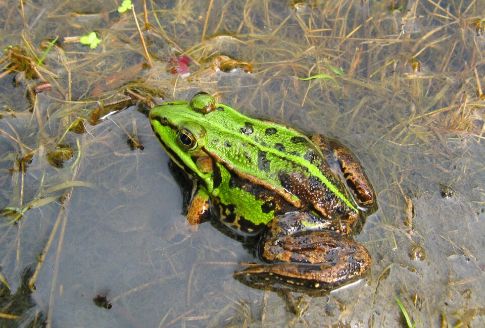 Amphibian closeup macro