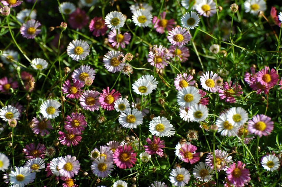 Meadow pointed flower flower