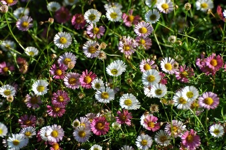 Meadow pointed flower flower