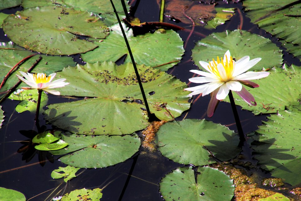 Aquatic leaf blooming