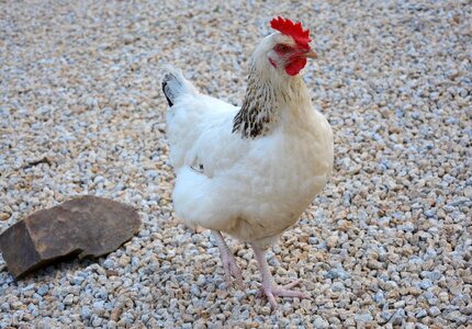 Hen domestic animal bird photo