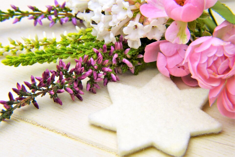 Blossom bloom flower