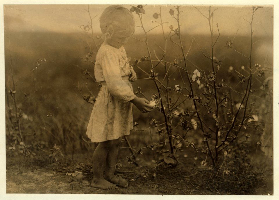 Millie. Four year old cotton picker on farm near Houston. Picks about eight pounds a day, regularly. See -3598. LOC nclc.05537