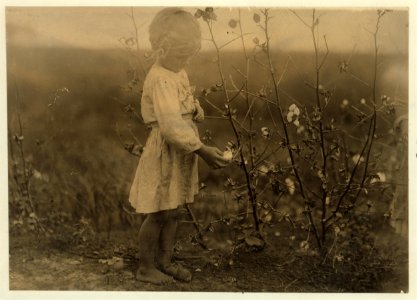 Millie. Four year old cotton picker on farm near Houston. Picks about eight pounds a day, regularly. See -3598. LOC nclc.05537