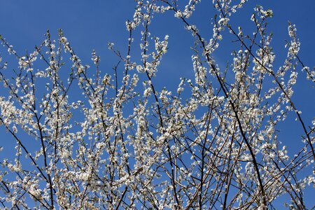 Spring fruit tree tree