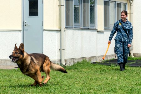 Military working dog obstacle course training 150617-N-NT265-182
