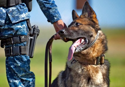 Military working dog training exercises 130410-N-WF272-221