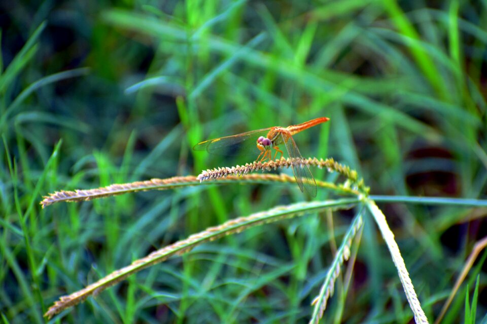 Macro golden insect