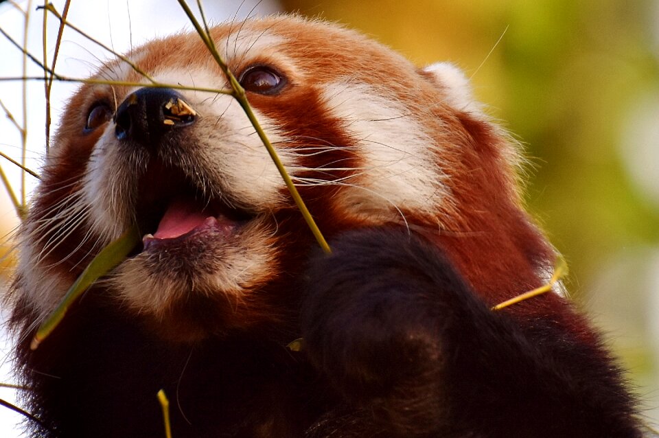 Ailurus fulgens predator mammal