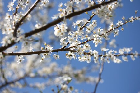 Spring fruit tree tree