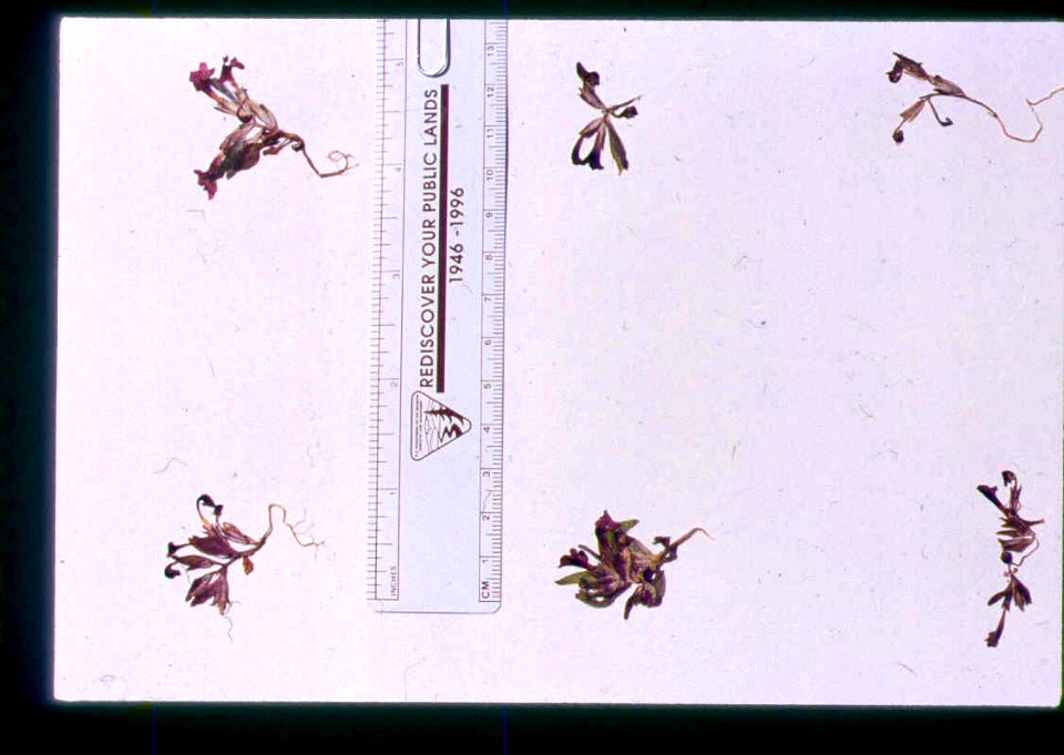 Mimulus clivicola herbarium specimen from SW Idaho 3