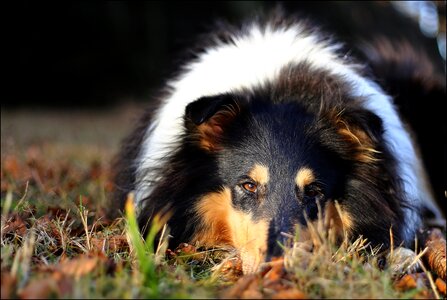 Eyes autumn long haired