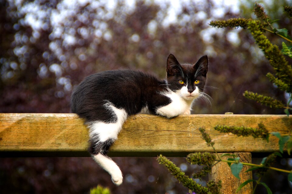 Cute cat young cat nature