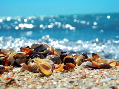 Seashells sand beach photo