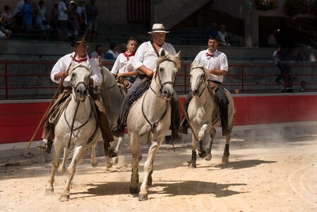 Camargue gallop mane