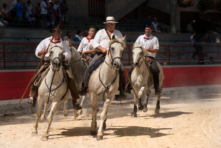 Camargue gallop mane photo