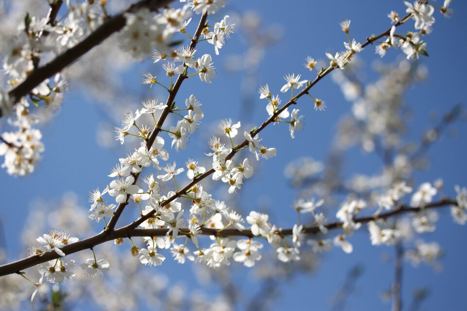 Spring fruit tree tree