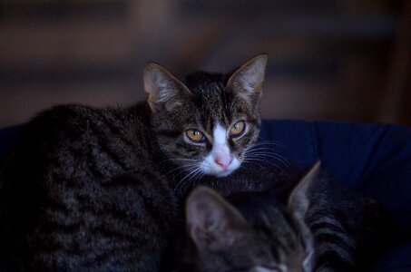 Domestic cat cute cat young cat