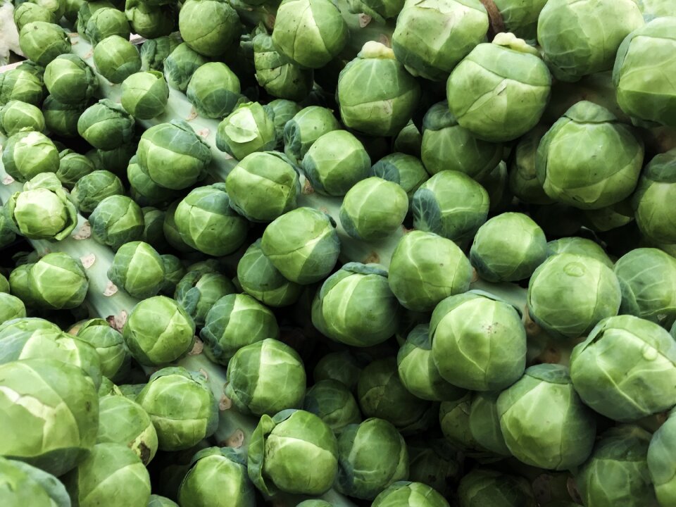 Healthy green fresh
