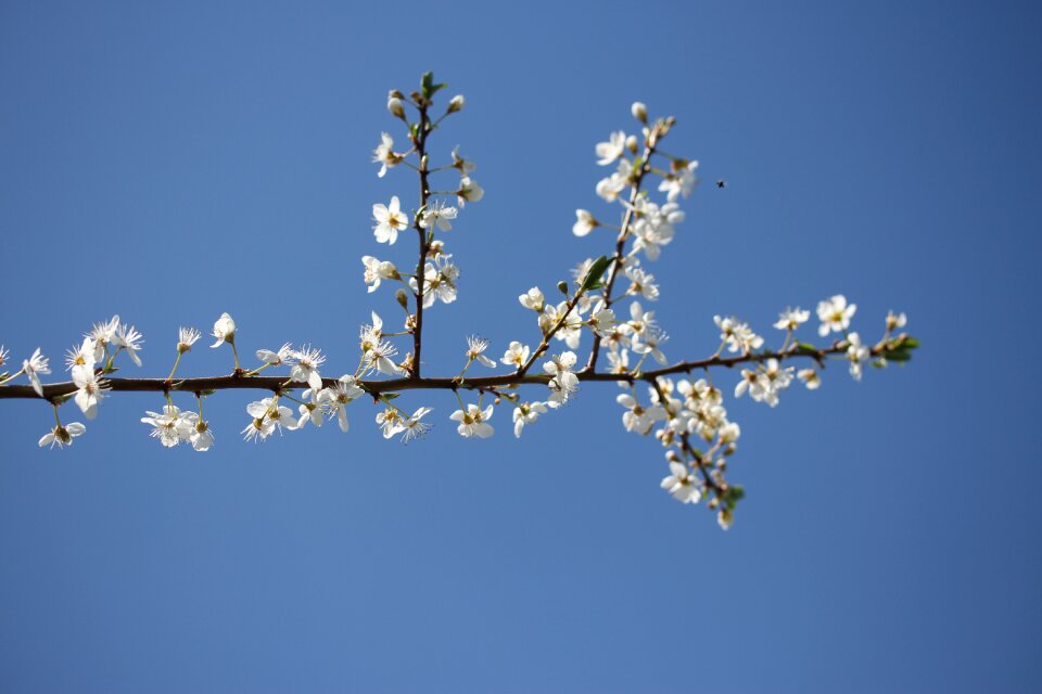 Spring fruit tree tree