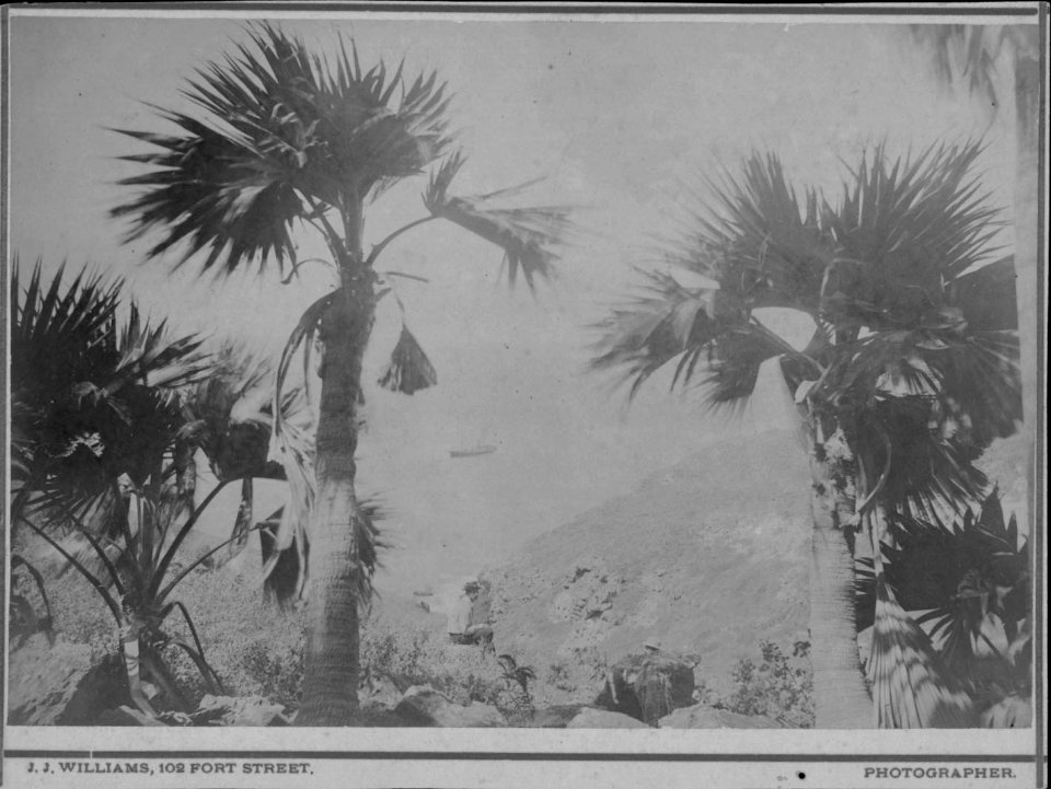 Nihoa or Bird Islands, photograph by J. J. Williams (PP-45-10-003)