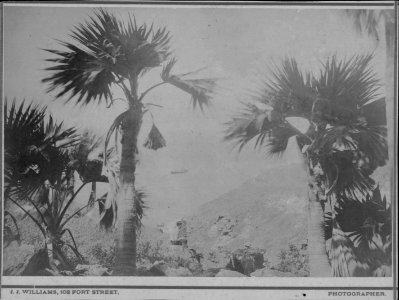 Nihoa or Bird Islands, photograph by J. J. Williams (PP-45-10-003)