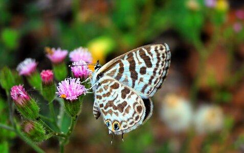 Nature summer blue photo