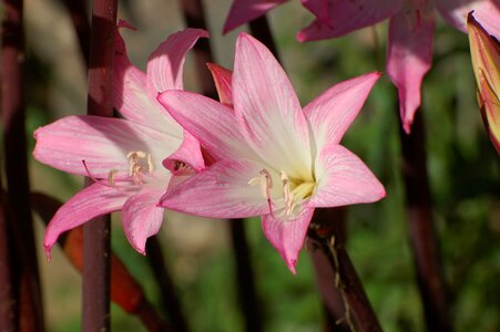 Bloom pink lily nature