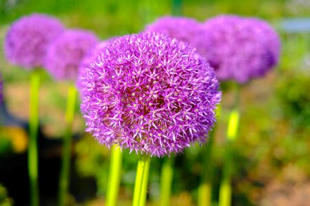 Summer garden field photo