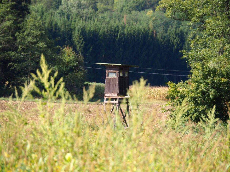 Nature wild hidden