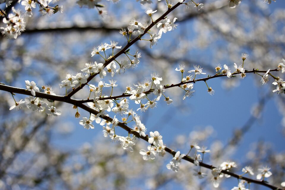 Spring fruit tree tree