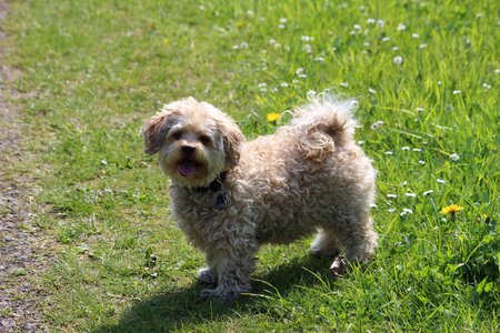 Cute dog fur