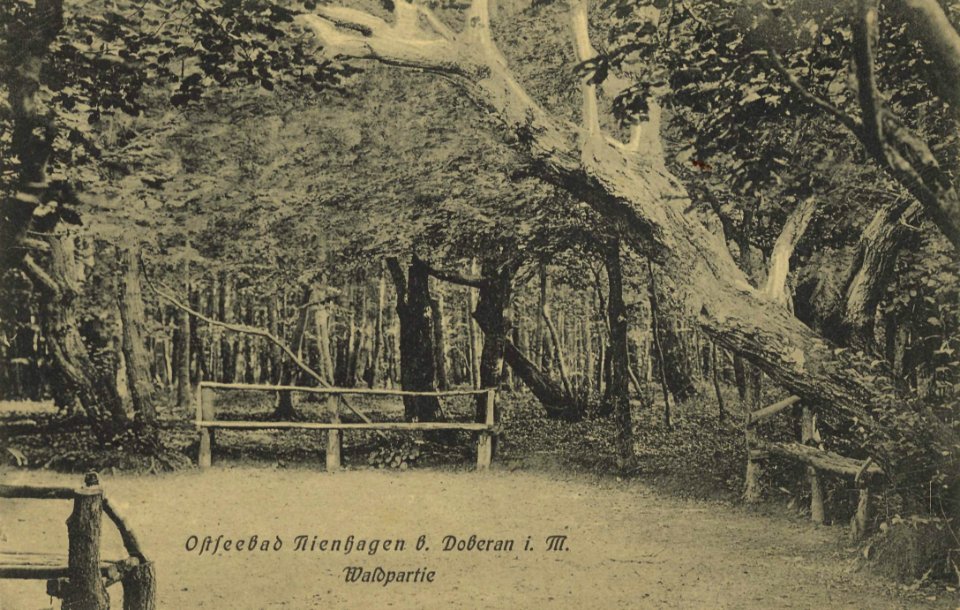 Nienhagen, Mecklenburg-Vorpommern - Wald (Zeno Ansichtskarten)