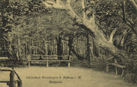 Nienhagen, Mecklenburg-Vorpommern - Wald (Zeno Ansichtskarten)