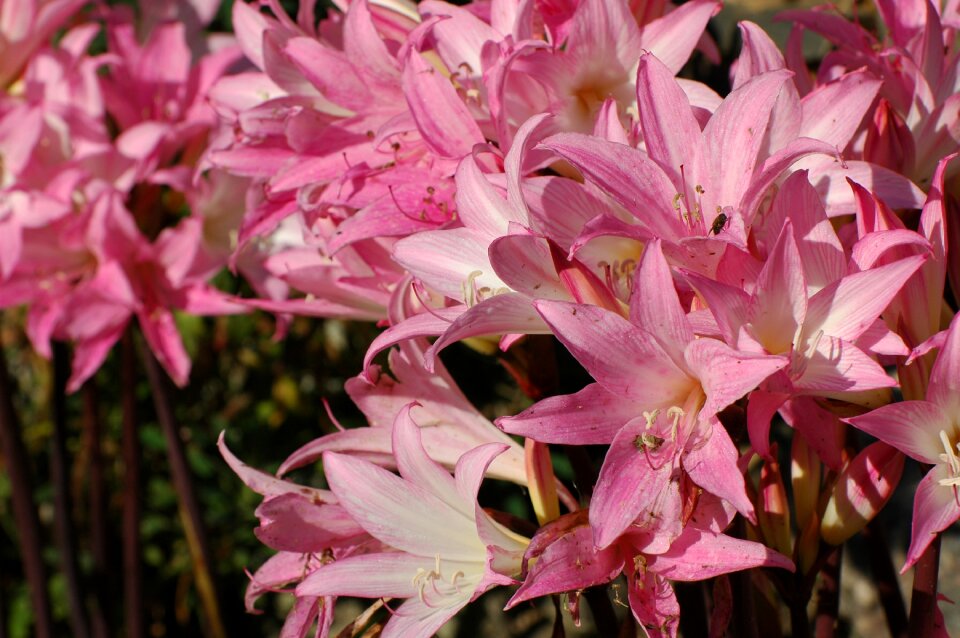 Bloom pink lily nature