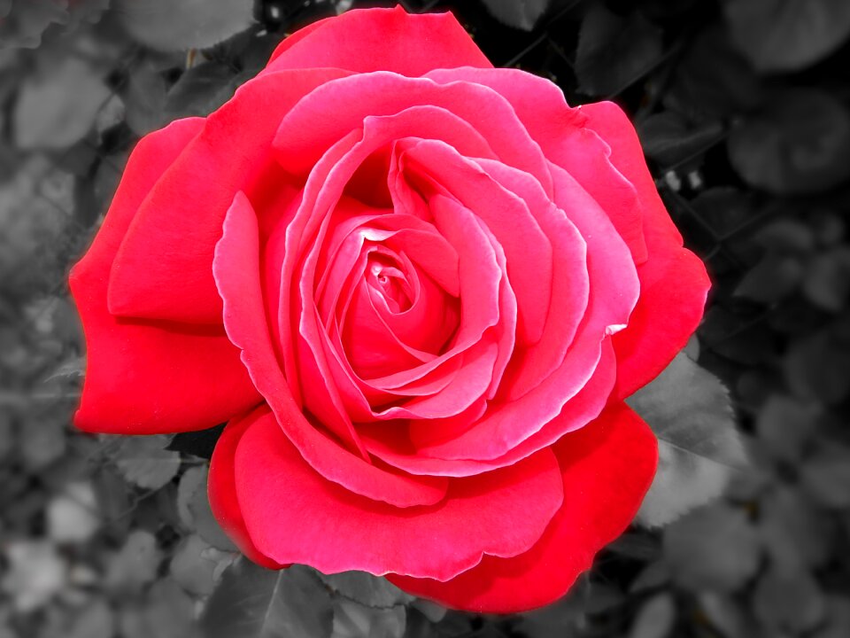 Bloom nature beauty