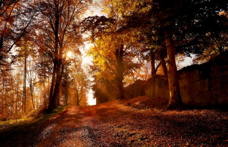 Landscape autumn leaf