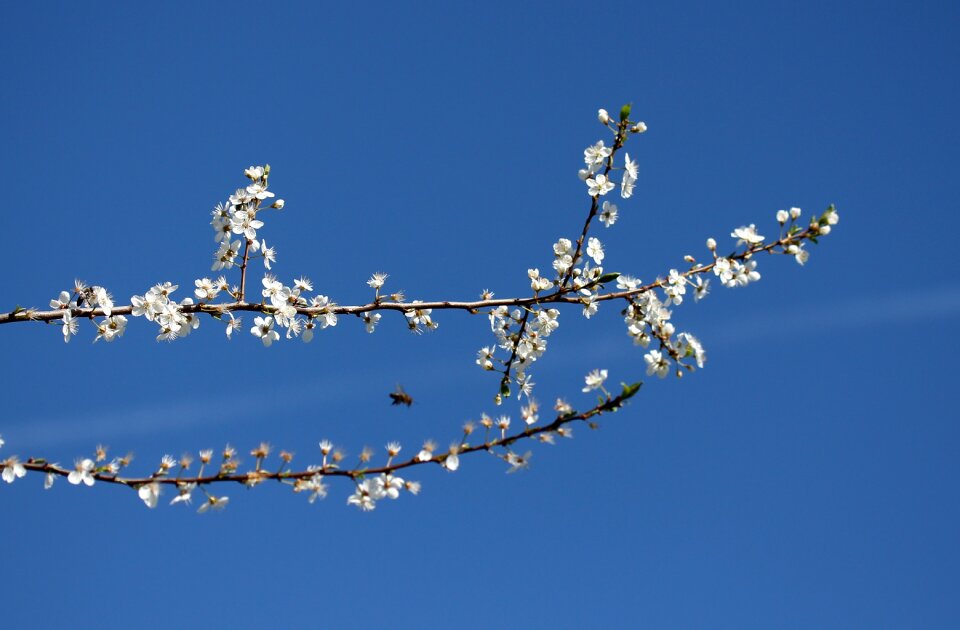 Spring fruit tree tree